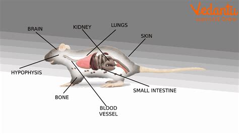 animal's internal support structure figgerits|An animal’s internal support structure [ Figgerits Answers ].